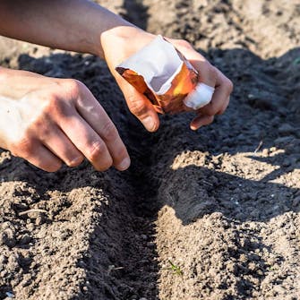 Etterså grønnsaker i kjøkkenhagen Etterså grønnsaker i kjøkkenhagen